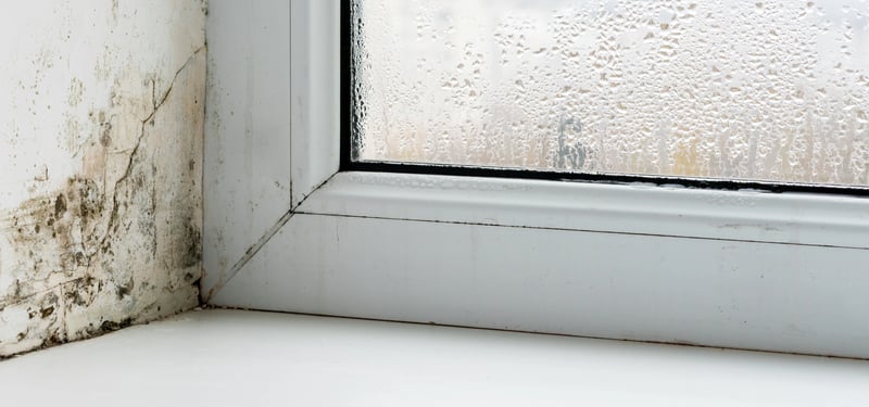 mold damage restoration company Chicago
